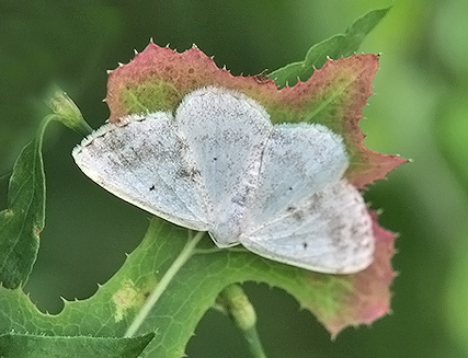 Lomographa temerata